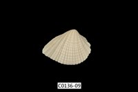 藏品(歪簾蛤 )的圖片